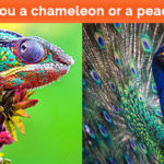 Chameleon vs. Peacock