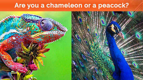 Chameleon vs. Peacock